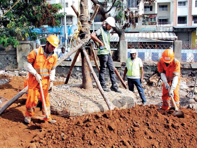 Tree transplants not on track for MahaMetro
