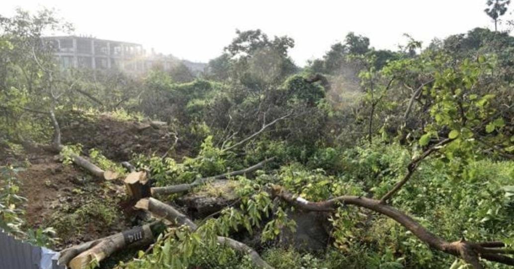 BMC Issues Notification To Remove 124 Trees In Aarey For MMRCL Metro ...